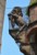 Torre degli Asinelli, lew w sieci