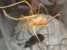 endemiczny gatunek pająka Maioreus rando