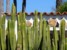 Wszechobecne kaktusy