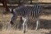 zebra damarska