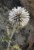 Przegorzan (Echinops spinosissimus)