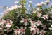 Kwitnący hibiskus (Hibiscus waimeae)