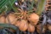 king coconut