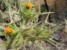 Scolymus maculatus chwast z rodziny astrowatych