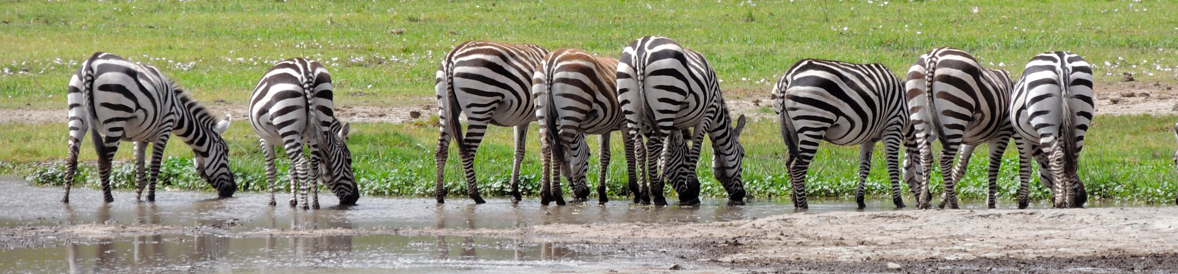 Zebry w Parku Narodowym Ngorongoro