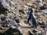 foto paracas ballestas - Pingwin Humboldta