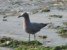 paracas ballestas foto - w poszukiwaniu jedzenia
