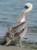 paracas ballestas foto - Pelikan chilijski