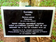 drzewo Asioka premiera PRL Józefa Cyrankiewicza