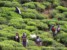 Tamilskie zbieraczki herbaty na polu herbacianym