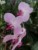 Orchidea