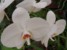 Orchidea