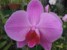 Orchidea
