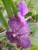 Orchidea