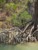 Korzenie mangrowca wystajÄce ponad wodÄ podczas odpĹywu