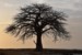 samotny baobab