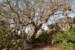 baobab