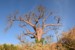 baobab