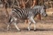 Zebra damarska