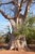 olbrzymi baobab