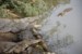 krokodyle nilowe