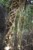 figowiec dusiciel