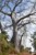 baobab afrykański