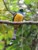 Violaceous Trogon