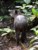 tapir