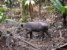 tapir