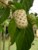 guanabana