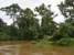rio tortugero