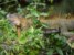 iguana
