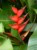 helikonia dziobata
