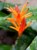helikonia papuzia