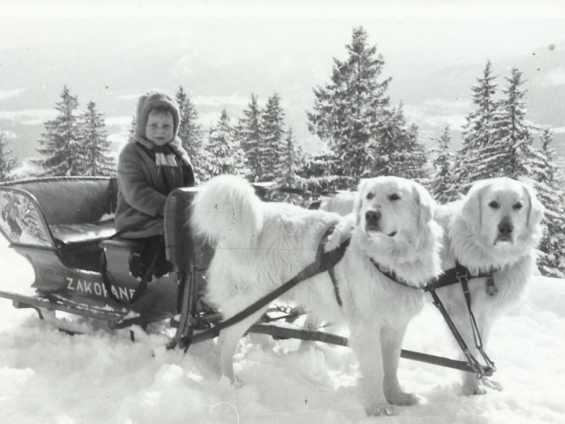 Zakopane, Gubałówka, souvenir photo with St. Bernard dogs